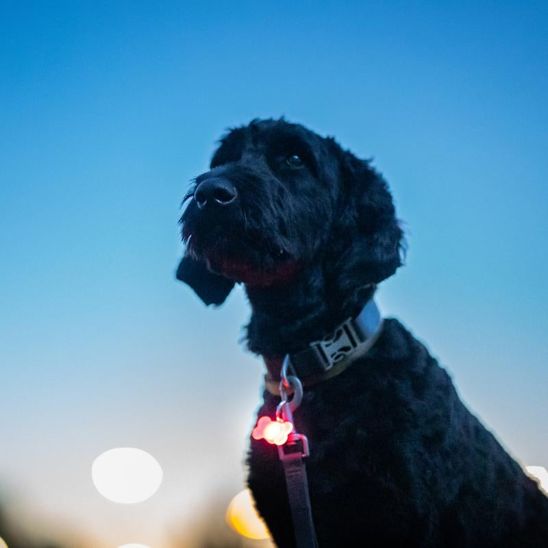 Brightz Pup Brightz 2-Pack Illuminated LED Dog Collar Charms Rainbow Glow Lights for Night Walks Waterproof & Durable with Paw Print & Bone Charms